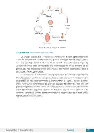 Sustentabilidade de Recursos Florestais Capítulo 3 29
Figura 4. Ciclo de vida de M. hirsutus.
2.2	JOANINHA Cryptolaemus montrouzieri
Os insetos adultos de Cryptolaemus montrouzieri medem aproximadamente
4 mm de comprimento, tem formato oval, possui coloração marrom-escura, com a
cabeça e a parte posterior do abdome de cor castanho claro (alaranjado) (Figura 5).
A distinção sexual pode ser realizada pela diferenciação da cor do primeiro par de
pernas, que nas fêmeas são pretos e nos machos são marrom-alaranjadas (Figura 6)
(PERSAD e KHAN, 2000; 2002).
C. montrouzieri é considerado um superpredador de cochonilhas (Hemiptera:
Pseudococcidae) e outros insetos, pois, utiliza suas presas como alimento em todos
os estádios de seu desenvolvimento (GOSALWAD et al., 2009). Adultos e larvas
de C. montrouzieri alimentam-se de todos os estágios da cochonilha, mas eles têm
preferência por ovos. Estima-se que uma única larva de C. montrouzieri pode consumir
até 250 cochonilhas pequenas e quando adultas, além de suas presas servirem como
alimento, também as utilizam como estruturas para deposição de seus ovos após a
reprodução (GRAVENA, 2003).
 
