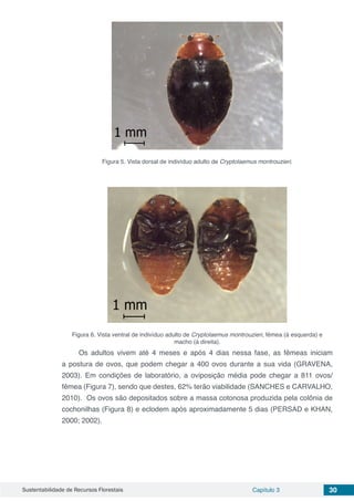 Sustentabilidade de Recursos Florestais Capítulo 3 30
Figura 5. Vista dorsal de indivíduo adulto de Cryptolaemus montrouzieri.
Figura 6. Vista ventral de indivíduo adulto de Cryptolaemus montrouzieri, fêmea (à esquerda) e
macho (à direita).
Os adultos vivem até 4 meses e após 4 dias nessa fase, as fêmeas iniciam
a postura de ovos, que podem chegar a 400 ovos durante a sua vida (GRAVENA,
2003). Em condições de laboratório, a oviposição média pode chegar a 811 ovos/
fêmea (Figura 7), sendo que destes, 62% terão viabilidade (SANCHES e CARVALHO,
2010). Os ovos são depositados sobre a massa cotonosa produzida pela colônia de
cochonilhas (Figura 8) e eclodem após aproximadamente 5 dias (PERSAD e KHAN,
2000; 2002).
 