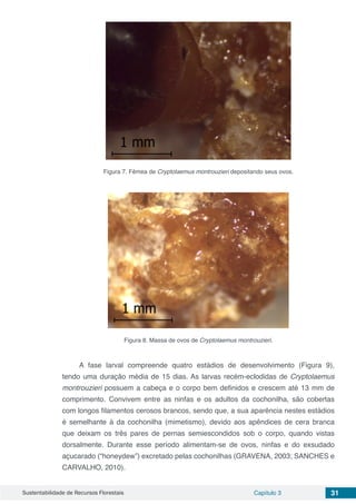 Sustentabilidade de Recursos Florestais Capítulo 3 31
Figura 7. Fêmea de Cryptolaemus montrouzieri depositando seus ovos.
Figura 8. Massa de ovos de Cryptolaemus montrouzieri.
A fase larval compreende quatro estádios de desenvolvimento (Figura 9),
tendo uma duração média de 15 dias. As larvas recém-eclodidas de Cryptolaemus
montrouzieri possuem a cabeça e o corpo bem definidos e crescem até 13 mm de
comprimento. Convivem entre as ninfas e os adultos da cochonilha, são cobertas
com longos filamentos cerosos brancos, sendo que, a sua aparência nestes estádios
é semelhante à da cochonilha (mimetismo), devido aos apêndices de cera branca
que deixam os três pares de pernas semiescondidos sob o corpo, quando vistas
dorsalmente. Durante esse período alimentam-se de ovos, ninfas e do exsudado
açucarado (“honeydew”) excretado pelas cochonilhas (GRAVENA, 2003; SANCHES e
CARVALHO, 2010).
 
