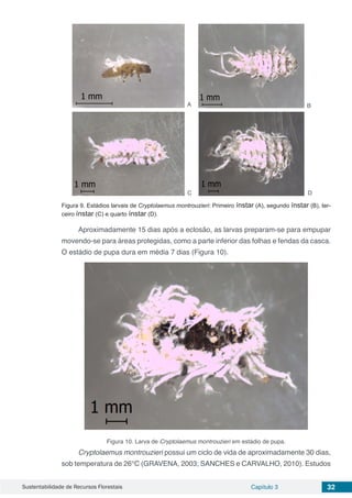 Sustentabilidade de Recursos Florestais Capítulo 3 32
Figura 9. Estádios larvais de Cryptolaemus montrouzieri: Primeiro ínstar (A), segundo ínstar (B), ter-
ceiro ínstar (C) e quarto ínstar (D).
Aproximadamente 15 dias após a eclosão, as larvas preparam-se para empupar
movendo-se para áreas protegidas, como a parte inferior das folhas e fendas da casca.
O estádio de pupa dura em média 7 dias (Figura 10).
Figura 10. Larva de Cryptolaemus montrouzieri em estádio de pupa.
Cryptolaemus montrouzieri possui um ciclo de vida de aproximadamente 30 dias,
sob temperatura de 26°C (GRAVENA, 2003; SANCHES e CARVALHO, 2010). Estudos
A B
C D
 