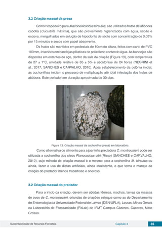 Sustentabilidade de Recursos Florestais Capítulo 3 35
3.2 Criação massal da presa
Como hospedeiro para Maconellicoccus hirsutus, são utilizados frutos de abóbora
cabotiá (Cucurbita máxima), que são previamente higienizados com água, sabão e
escova, mergulhados em solução de hipoclorito de sódio com concentração de 0,03%
por 15 minutos e secos com papel absorvente.
Os frutos são mantidos em pedestais de 10cm de altura, feitos com cano de PVC
100mm, inseridos em bandejas plásticas de polietileno contendo água.As bandejas são
dispostas em estantes de aço, dentro da sala de criação (Figura 13), com temperatura
de 27 ± 1°C, umidade relativa de 65 ± 5% e oscotofase de 24 horas (NEGRINI et
al., 2017; SANCHES e CARVALHO, 2010). Após estabelecimento da colônia inicial,
as cochonilhas iniciam o processo de multiplicação até total infestação dos frutos de
abóbora. Este período tem duração aproximada de 30 dias.
Figura 13. Criação massal da cochonilha (presa) em laboratório.
Como alternativa de alimento para a joaninha predadora C. montrouzieri, pode ser
utilizada a cochonilha dos citros Planococcus citri (Risso) (SANCHES e CARVALHO,
2010), cujo método de criação massal é o mesmo para a cochonilha M. hirsutus ou
ainda, fazer o uso de dietas artificiais, ainda inexistente, o que torna o manejo de
criação do predador menos trabalhoso e oneroso.
3.2 Criação massal do predador
Para o início da criação, devem ser obtidas fêmeas, machos, larvas ou massas
de ovos de C. montrouzieri, oriundas de criações estoque como as do Departamento
de Entomologia da Universidade Federal de Lavras (DEN/UFLA), Lavras, Minas Gerais
ou Laboratório de Fitossanidade (FitLab) do IFMT Campus Cáceres, Cáceres, Mato
Grosso.
 