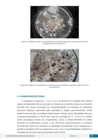 Sustentabilidade de Recursos Florestais Capítulo 3 37
Figura 15. Estádios larvais de Cryptolaemus montrouzieri (predador) se desenvolvendo em
placas de Petri em laboratório.
Figura 16. Adultos de Cryptolaemus montrouzieri recém eclodidos da pupa em placas de Petri
em laboratório.
4 | 	CONSIDERAÇÕES FINAIS
A utilização da joaninha C. montrouzieri se apresenta no método mais efetivo,
seguro e ambientalmente correto para o controle da cochonilha rosada e se encontra
alinhada com atuais demandas de redução/proibição do emprego de substância
químicas sintéticas requeridas pela sociedade e órgãos governamentais. Ainda
existem entraves para a completa adoção desse método, como dificuldades técnicas
na operacionalização e o ainda alto custo de produção de C. montrouzieri, porém
novas tecnologias devem ser prospectadas, como o desenvolvimento de dietas
artificiais em substituição a presa, o que diminuiria exponencialmente o problema
de produção massal de joaninhas. A abordagem apresentada busca restabelecer o
equilíbrio ecológico entre os organismos vivos e visa a sustentabilidade ambiental na
produção de recursos naturais renováveis pelo homem.
 