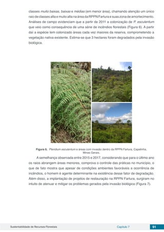 Sustentabilidade de Recursos Florestais Capítulo 7 91
classes muito baixas, baixas e médias (em menor área), chamando atenção um único
raio de classes alta e muito alta na área da RPPN Fartura e suas zona de amortecimento.
Análises de campo evidenciam que a partir de 2011 a colonização de P. esculentum
que veio como consequência de uma série de incêndios florestais (Figura 6). A partir
daí a espécie tem colonizado áreas cada vez maiores da reserva, comprometendo a
vegetação nativa existente. Estima-se que 3 hectares foram degradados pela invasão
biológica.
Figura 6. Pteridium esculentum e áreas com invasão dentro da RPPN Fartura, Capelinha,
Minas Gerais.
A semelhança observada entre 2015 e 2017, considerando que para o último ano
os raios abrangem áreas menores, comprova o controle das práticas no município, o
que de fato mostra que apesar de condições ambientes favoráveis a ocorrência de
incêndios, o homem é agente determinante na existência desse fator de degradação.
Além disso, a implantação de projetos de restauração na RPPN Fartura, surgiram no
intuito de atenuar e mitigar os problemas gerados pela invasão biológica (Figura 7).
 