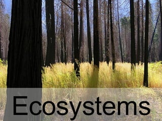 Ecosystems 