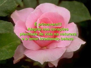 É primavera!!! Alegria nos corações plenitude de vida na natureza e o amor irradiando beleza . 