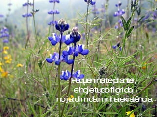 Pequenina te plantei, e hoje tudo florido, no jardim da minha existência 