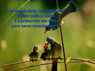 Nossos pássaros, que maravilha! Felizes estão a cantar, é a primavera que chega para nosso coração alegrar. 