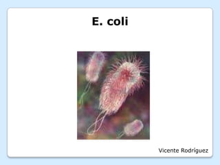 E. coli Vicente Rodríguez  