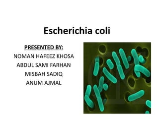 PRESENTED BY:
NOMAN HAFEEZ KHOSA
ABDUL SAMI FARHAN
MISBAH SADIQ
ANUM AJMAL
Escherichia coli
 