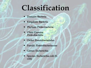E coliinfection | PPTX