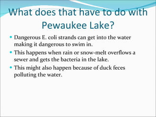 What does that have to do with Pewaukee Lake? Dangerous E. coli strands can get into the water making it dangerous to swim in. This happens when rain or snow-melt overflows a sewer and gets the bacteria in the lake. This might also happen because of duck feces polluting the water. 