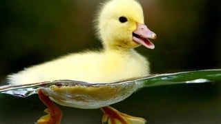 Imagem sobre fazer TUDO
 