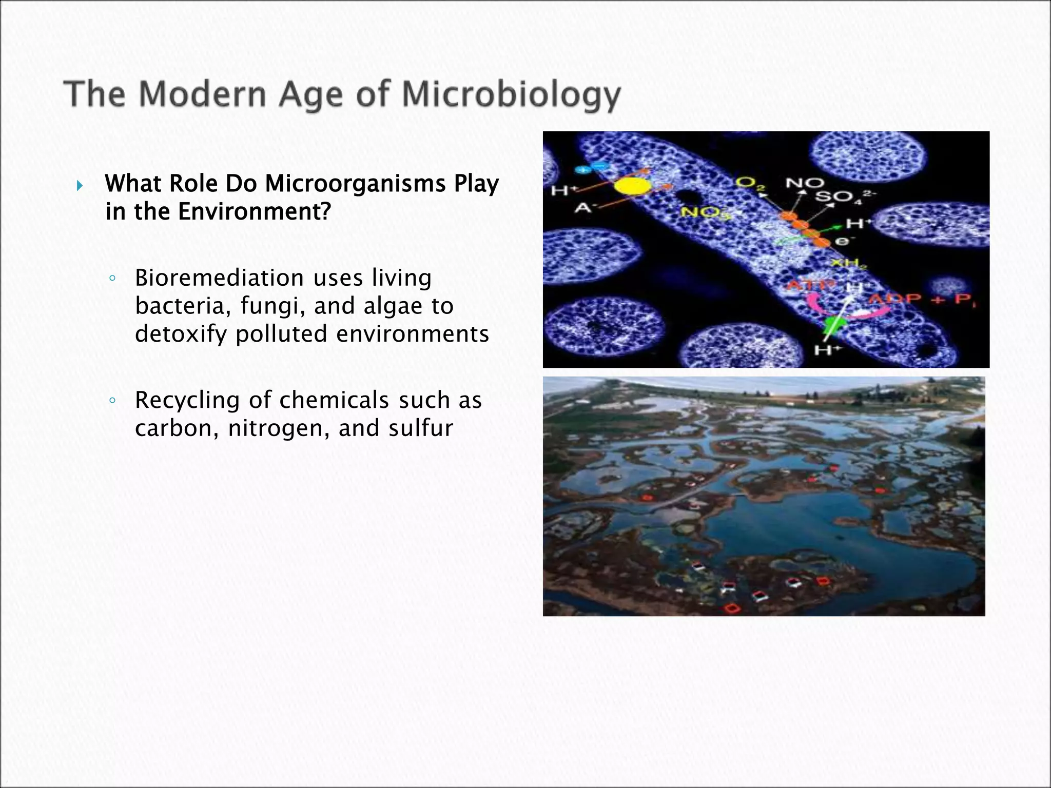  What Role Do Microorganisms Play
in the Environment?
◦ Bioremediation uses living
bacteria, fungi, and algae to
detoxify polluted environments
◦ Recycling of chemicals such as
carbon, nitrogen, and sulfur
 