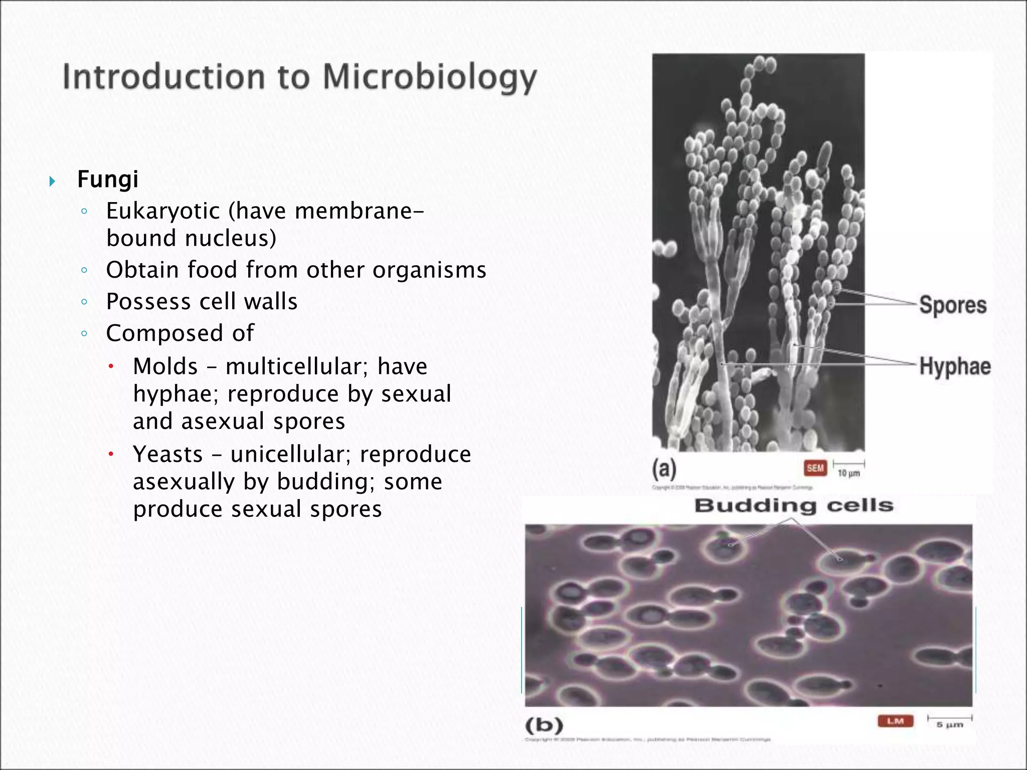 Fungi
◦ Eukaryotic (have membrane-
bound nucleus)
◦ Obtain food from other organisms
◦ Possess cell walls
◦ Composed of
 Molds – multicellular; have
hyphae; reproduce by sexual
and asexual spores
 Yeasts – unicellular; reproduce
asexually by budding; some
produce sexual spores
 