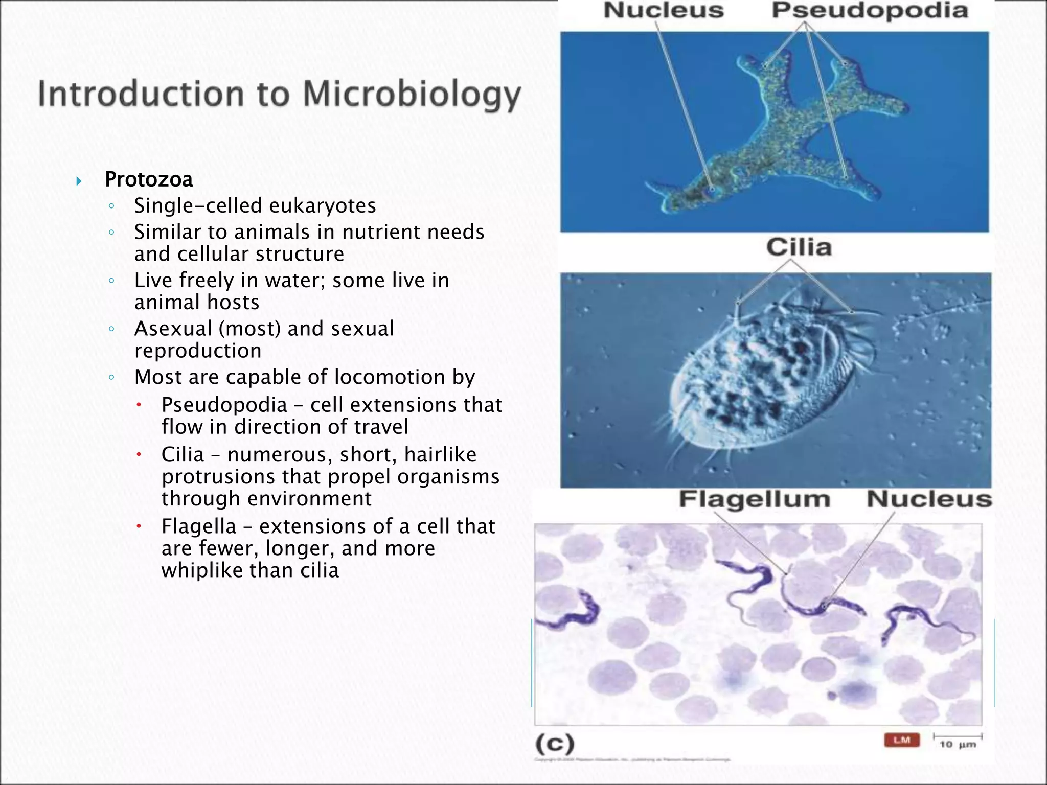  Protozoa
◦ Single-celled eukaryotes
◦ Similar to animals in nutrient needs
and cellular structure
◦ Live freely in water; some live in
animal hosts
◦ Asexual (most) and sexual
reproduction
◦ Most are capable of locomotion by
 Pseudopodia – cell extensions that
flow in direction of travel
 Cilia – numerous, short, hairlike
protrusions that propel organisms
through environment
 Flagella – extensions of a cell that
are fewer, longer, and more
whiplike than cilia
 