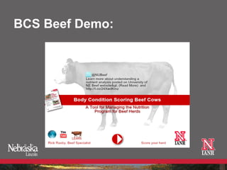 BCS Beef Demo:
 