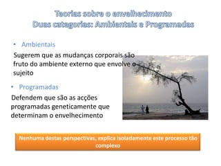 Teorias sobre o envelhecimentoDuas categorias: Ambientais e ProgramadasAmbientaisSugerem que as mudanças corporaissão fruto do ambiente externo que envolve o sujeitoProgramadasDefendem que são as acções programadas geneticamente que determinam o envelhecimentoNenhuma destas perspectivas, explica isoladamente este processo tão complexo 