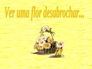 Ver uma flor desabrochar... 