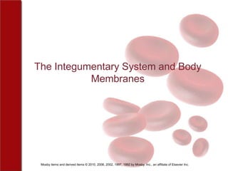 The Integumentary System and Body
           Membranes




 Mosby items and derived items © 2010, 2006, 2002, 1997, 1992 by Mosby, Inc., an affiliate of Elsevier Inc.
 