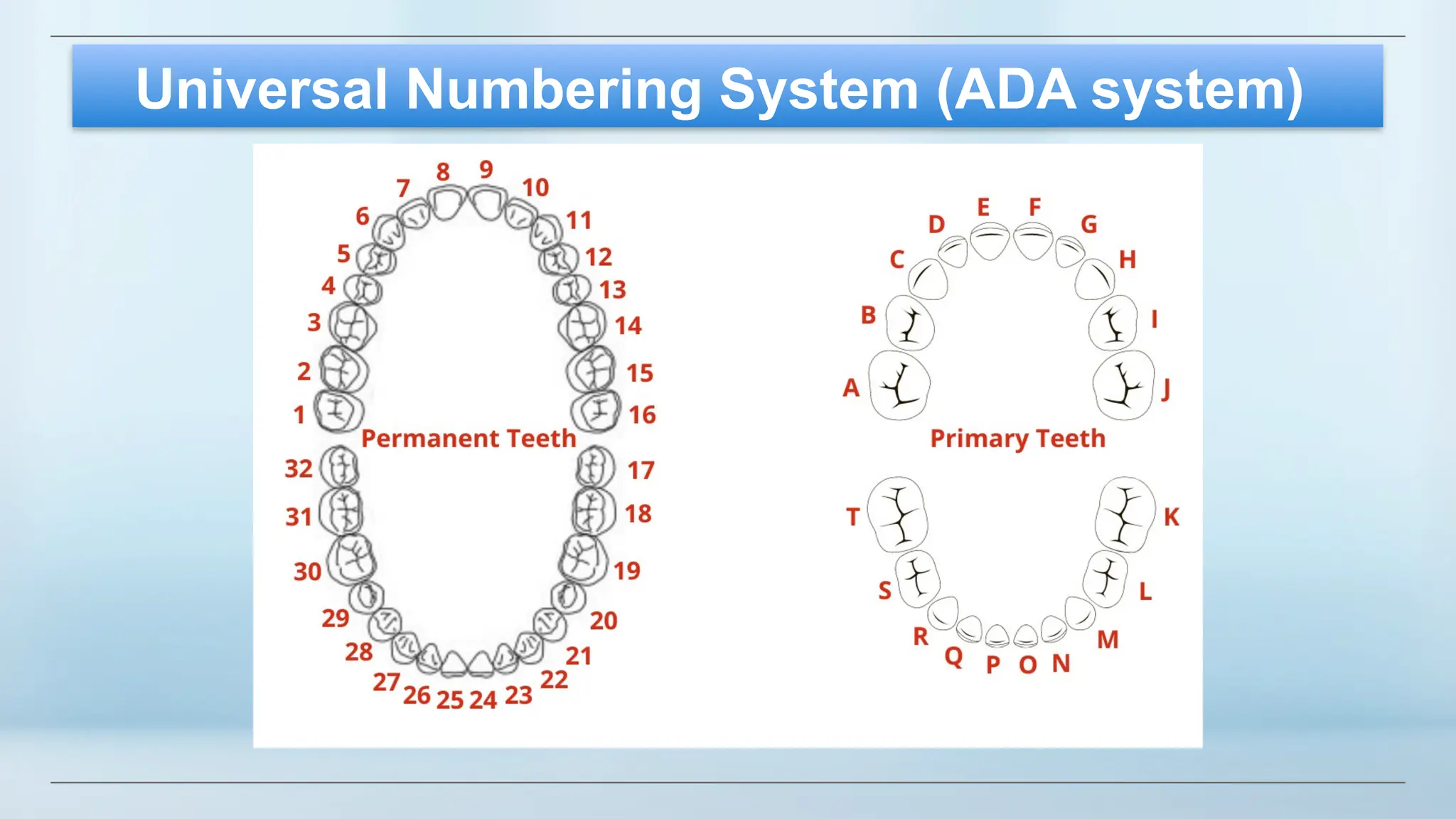 EIntroduction To Dental AnatomyPart 1 (1).pptx