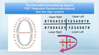 E-Introduction To Dental Anatomy-Part 1 (1).pptx