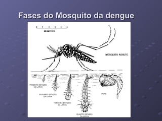 Fases do Mosquito da dengue 