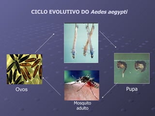 CICLO EVOLUTIVO DO  Aedes aegypti Pupa Mosquito adulto Ovos                                                                 