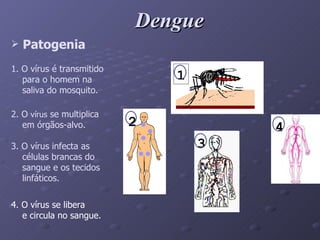 Dengue Patogenia 4. O vírus se libera  e circula no sangue. 3. O vírus infecta as  células brancas do  sangue e os tecidos linfáticos. 2. O  vírus  se multiplica  em órgãos-alvo. 1. O vírus é transmitido para o homem na  saliva do mosquito. 1 2 3 4 