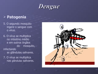 Dengue 5. O segundo mosquito ingere o sangue com o vírus. 6. O vírus se multiplica  no intestino médio e em outros órgãos do mosquito, infectando as glândulas salivares. 7. O vírus se multiplica nas  glândulas  salivares. Patogenia 6 7 5 