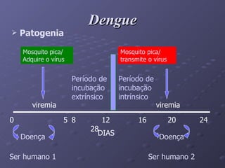 Dengue Patogenia Mosquito pica/ Adquire o vírus viremia 0  5 Doença Ser humano 1 8  12  16  20  24  28 Período de incubação extrínsico Mosquito pica/ transmite o vírus viremia Período de incubação intrínsico Doença Ser humano 2 DIAS 