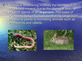 Biological weathering involves the disintegration of rock and mineral due to the chemical and / or physical agents of an  organism . The types of organisms that can cause weathering range from bacteria to plants to burrowing animals such as earthworms and rabbits. 