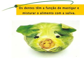 Os dentes têm a função de mastigar e
  misturar o alimento com a saliva.
 