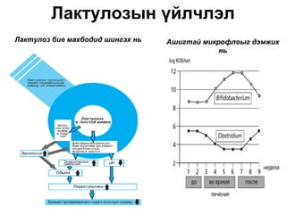 Лактулозын үйлчлэл
Лактулоз бие махбодид шингэх нь   Ашигтай микрофлоыг дэмжих
                                              нь
 