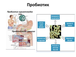 Пробиотик
Пробиотик хуримтлагдах
         зам




    Пробиотикийн үйлчлэл
 