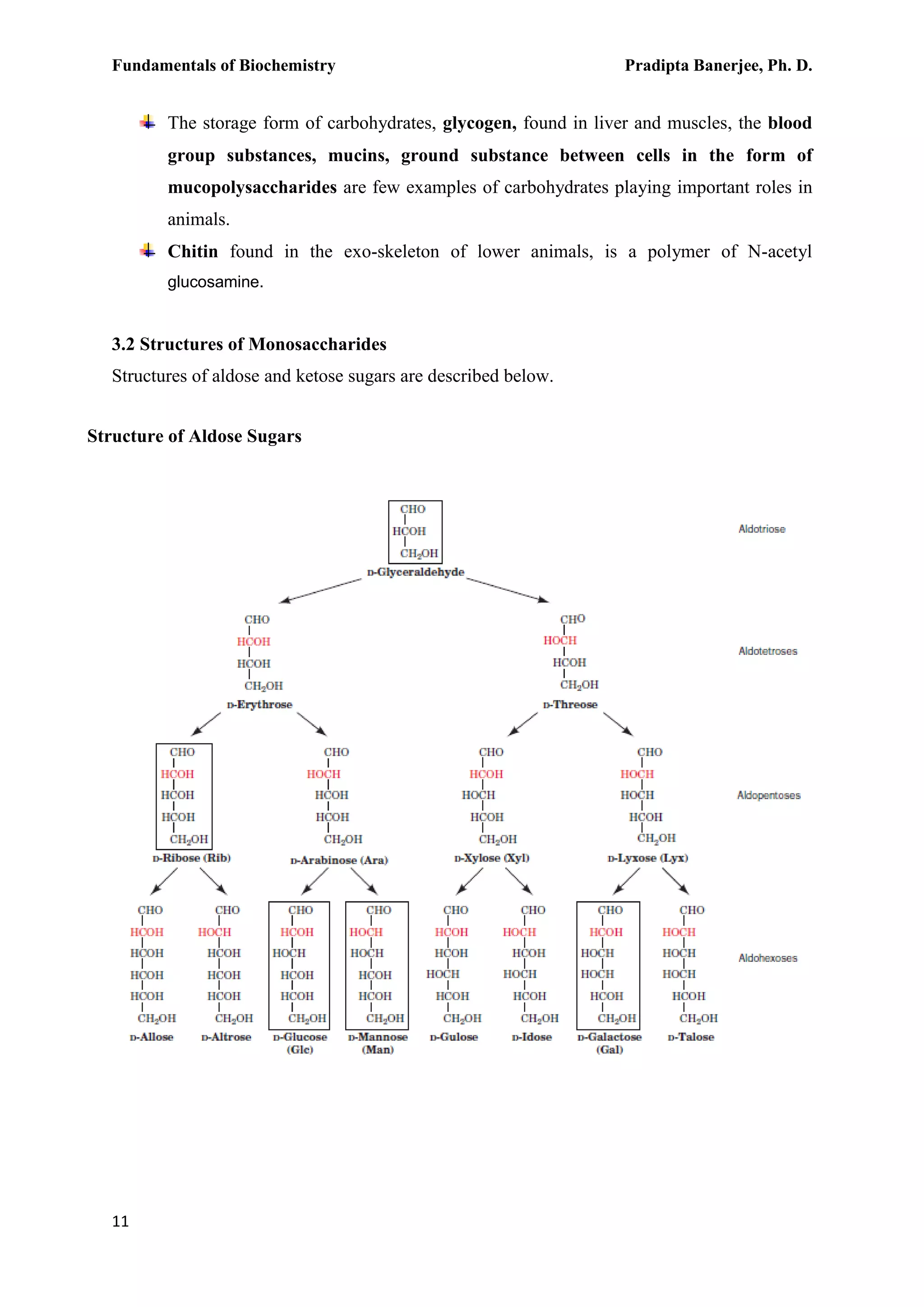 Fundamentals of Biochemistry Pradipta Banerjee, Ph. D.
11
The storage form of carbohydrates, glycogen, found in liver and muscles, the blood
group substances, mucins, ground substance between cells in the form of
mucopolysaccharides are few examples of carbohydrates playing important roles in
animals.
Chitin found in the exo-skeleton of lower animals, is a polymer of N-acetyl
glucosamine.
3.2 Structures of Monosaccharides
Structures of aldose and ketose sugars are described below.
Structure of Aldose Sugars
 