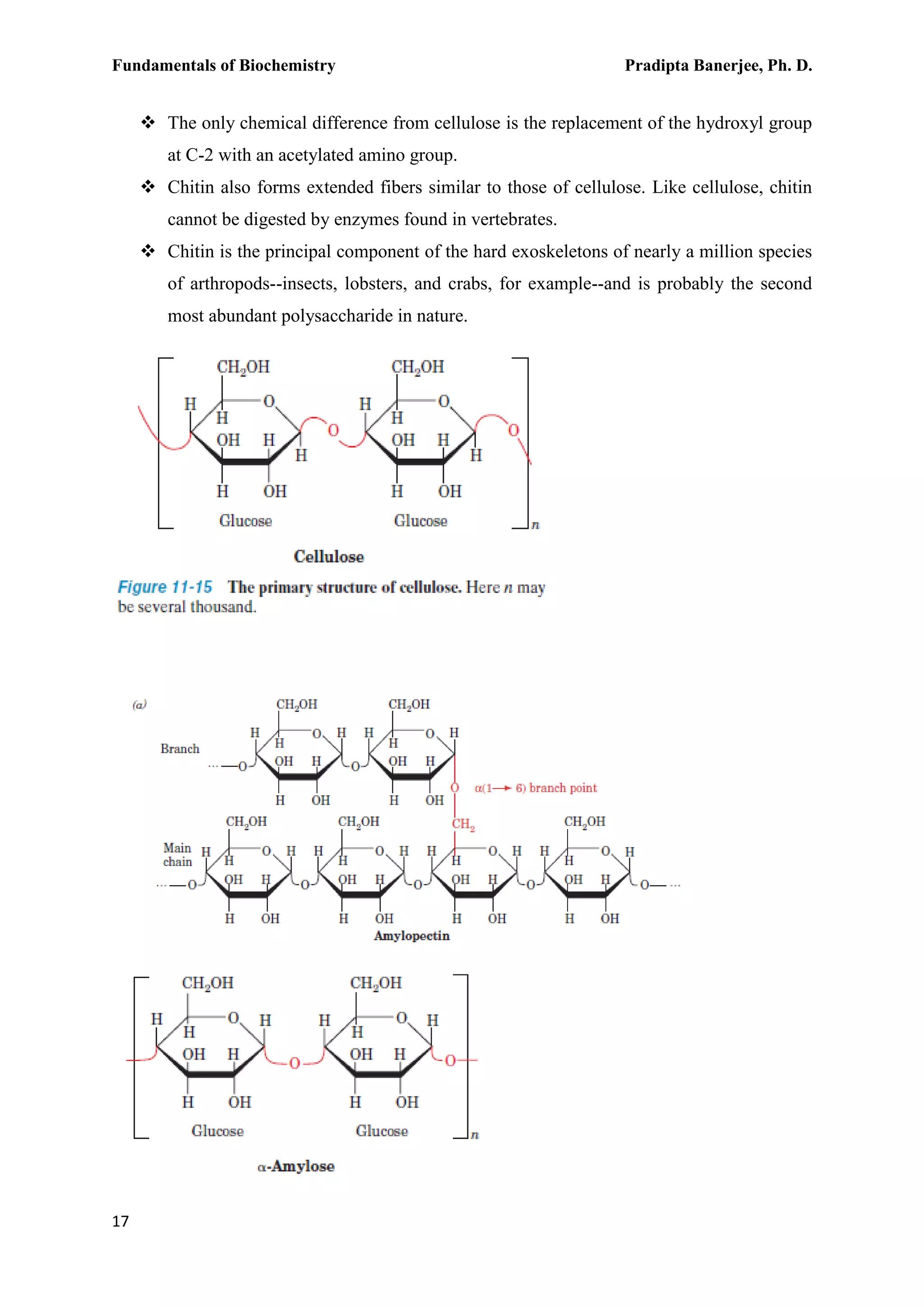 Fundamentals of Biochemistry Pradipta Banerjee, Ph. D.
17
 The only chemical difference from cellulose is the replacement of the hydroxyl group
at C-2 with an acetylated amino group.
 Chitin also forms extended fibers similar to those of cellulose. Like cellulose, chitin
cannot be digested by enzymes found in vertebrates.
 Chitin is the principal component of the hard exoskeletons of nearly a million species
of arthropods--insects, lobsters, and crabs, for example--and is probably the second
most abundant polysaccharide in nature.
 