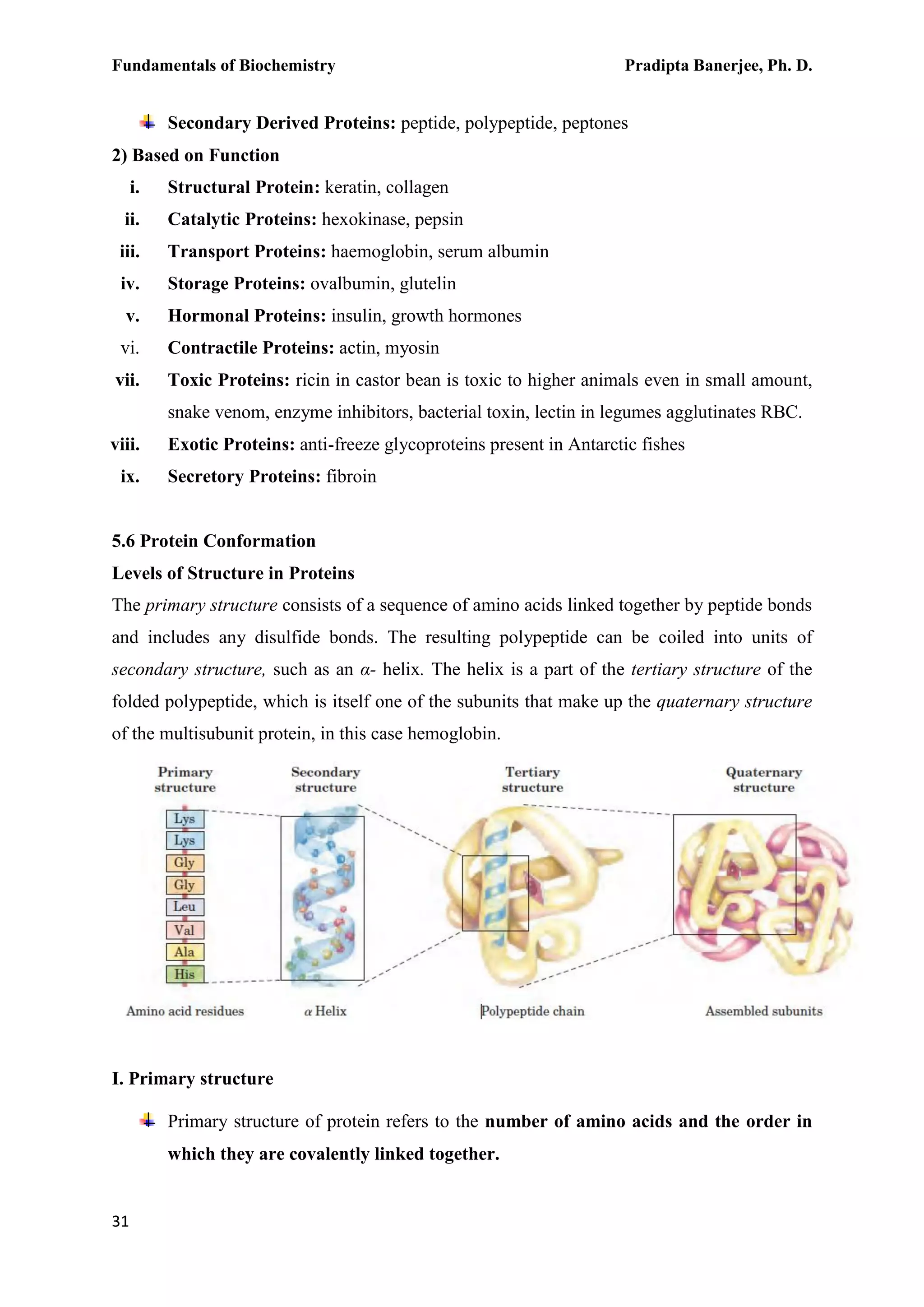 Fundamentals of Biochemistry Pradipta Banerjee, Ph. D.
31
Secondary Derived Proteins: peptide, polypeptide, peptones
2) Based on Function
i. Structural Protein: keratin, collagen
ii. Catalytic Proteins: hexokinase, pepsin
iii. Transport Proteins: haemoglobin, serum albumin
iv. Storage Proteins: ovalbumin, glutelin
v. Hormonal Proteins: insulin, growth hormones
vi. Contractile Proteins: actin, myosin
vii. Toxic Proteins: ricin in castor bean is toxic to higher animals even in small amount,
snake venom, enzyme inhibitors, bacterial toxin, lectin in legumes agglutinates RBC.
viii. Exotic Proteins: anti-freeze glycoproteins present in Antarctic fishes
ix. Secretory Proteins: fibroin
5.6 Protein Conformation
Levels of Structure in Proteins
The primary structure consists of a sequence of amino acids linked together by peptide bonds
and includes any disulfide bonds. The resulting polypeptide can be coiled into units of
secondary structure, such as an α- helix. The helix is a part of the tertiary structure of the
folded polypeptide, which is itself one of the subunits that make up the quaternary structure
of the multisubunit protein, in this case hemoglobin.
I. Primary structure
Primary structure of protein refers to the number of amino acids and the order in
which they are covalently linked together.
 