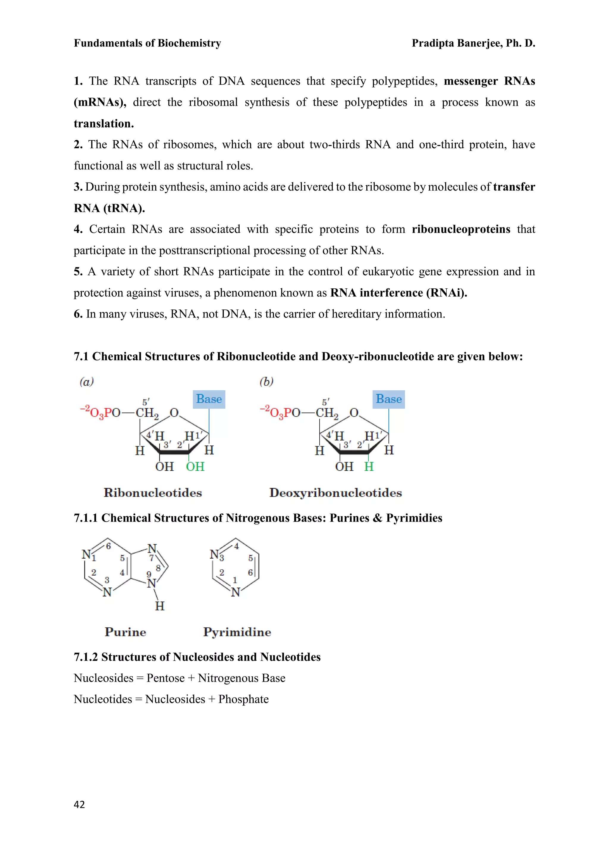 Fundamentals of Biochemistry Pradipta Banerjee, Ph. D.
42
1. The RNA transcripts of DNA sequences that specify polypeptides, messenger RNAs
(mRNAs), direct the ribosomal synthesis of these polypeptides in a process known as
translation.
2. The RNAs of ribosomes, which are about two-thirds RNA and one-third protein, have
functional as well as structural roles.
3. During protein synthesis, amino acids are delivered to the ribosome by molecules of transfer
RNA (tRNA).
4. Certain RNAs are associated with specific proteins to form ribonucleoproteins that
participate in the posttranscriptional processing of other RNAs.
5. A variety of short RNAs participate in the control of eukaryotic gene expression and in
protection against viruses, a phenomenon known as RNA interference (RNAi).
6. In many viruses, RNA, not DNA, is the carrier of hereditary information.
7.1 Chemical Structures of Ribonucleotide and Deoxy-ribonucleotide are given below:
7.1.1 Chemical Structures of Nitrogenous Bases: Purines & Pyrimidies
7.1.2 Structures of Nucleosides and Nucleotides
Nucleosides = Pentose + Nitrogenous Base
Nucleotides = Nucleosides + Phosphate
 