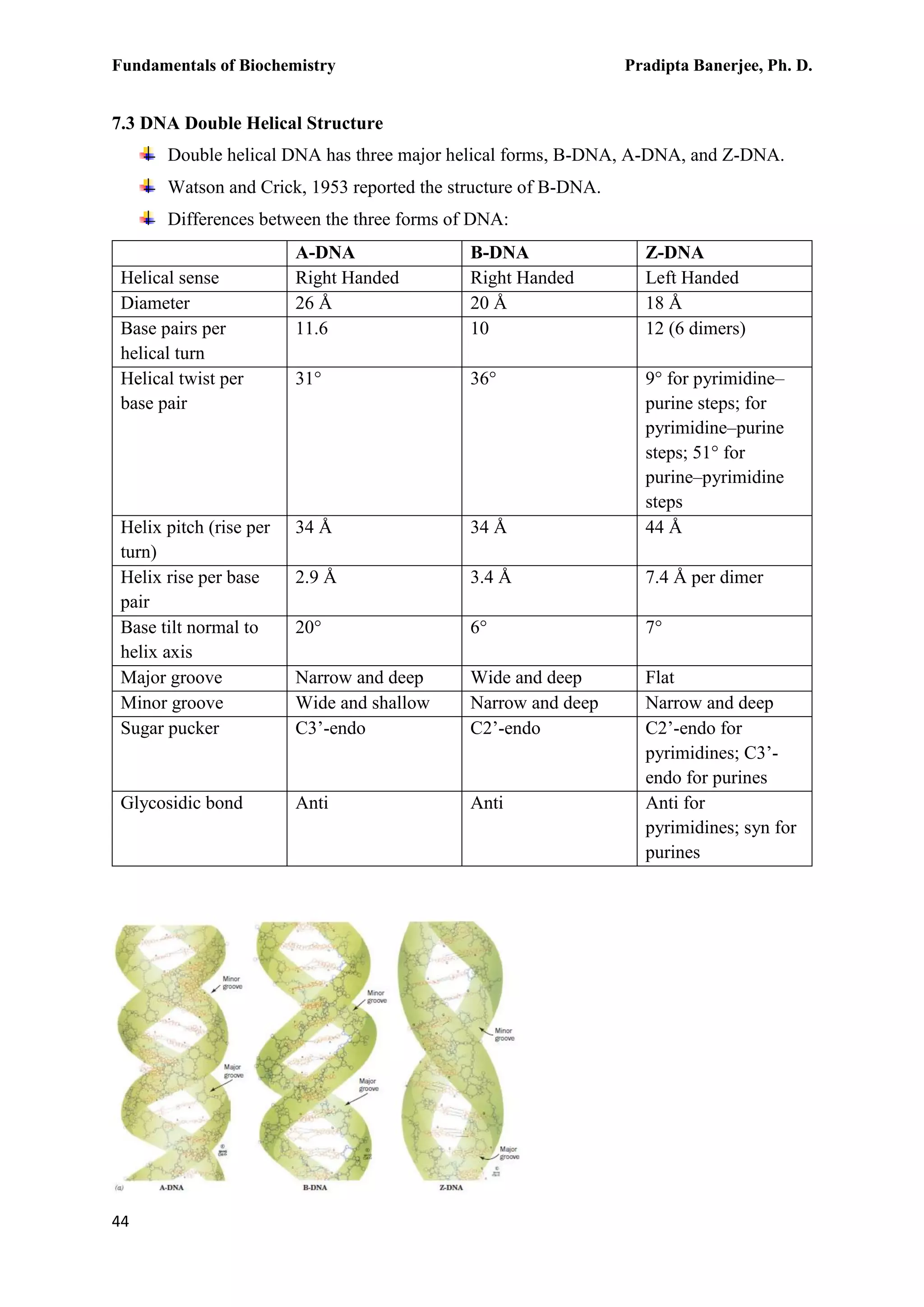 Fundamentals of Biochemistry Pradipta Banerjee, Ph. D.
44
7.3 DNA Double Helical Structure
Double helical DNA has three major helical forms, B-DNA, A-DNA, and Z-DNA.
Watson and Crick, 1953 reported the structure of B-DNA.
Differences between the three forms of DNA:
A-DNA B-DNA Z-DNA
Helical sense Right Handed Right Handed Left Handed
Diameter 26 Å 20 Å 18 Å
Base pairs per
helical turn
11.6 10 12 (6 dimers)
Helical twist per
base pair
31° 36° 9° for pyrimidine–
purine steps; for
pyrimidine–purine
steps; 51° for
purine–pyrimidine
steps
Helix pitch (rise per
turn)
34 Å 34 Å 44 Å
Helix rise per base
pair
2.9 Å 3.4 Å 7.4 Å per dimer
Base tilt normal to
helix axis
20° 6° 7°
Major groove Narrow and deep Wide and deep Flat
Minor groove Wide and shallow Narrow and deep Narrow and deep
Sugar pucker C3’-endo C2’-endo C2’-endo for
pyrimidines; C3’-
endo for purines
Glycosidic bond Anti Anti Anti for
pyrimidines; syn for
purines
 