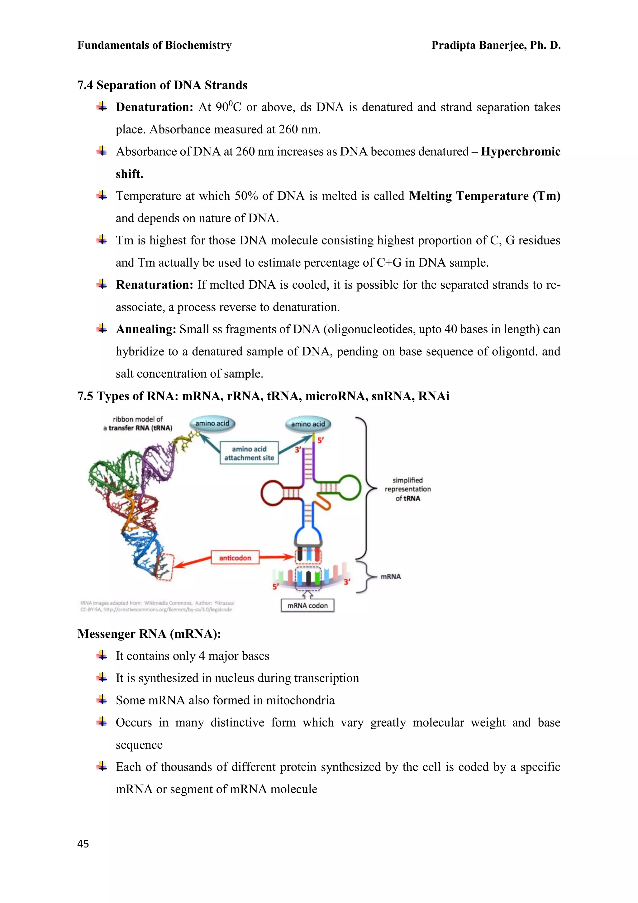 Fundamentals of Biochemistry Pradipta Banerjee, Ph. D.
45
7.4 Separation of DNA Strands
Denaturation: At 900
C or above, ds DNA is denatured and strand separation takes
place. Absorbance measured at 260 nm.
Absorbance of DNA at 260 nm increases as DNA becomes denatured – Hyperchromic
shift.
Temperature at which 50% of DNA is melted is called Melting Temperature (Tm)
and depends on nature of DNA.
Tm is highest for those DNA molecule consisting highest proportion of C, G residues
and Tm actually be used to estimate percentage of C+G in DNA sample.
Renaturation: If melted DNA is cooled, it is possible for the separated strands to re-
associate, a process reverse to denaturation.
Annealing: Small ss fragments of DNA (oligonucleotides, upto 40 bases in length) can
hybridize to a denatured sample of DNA, pending on base sequence of oligontd. and
salt concentration of sample.
7.5 Types of RNA: mRNA, rRNA, tRNA, microRNA, snRNA, RNAi
Messenger RNA (mRNA):
It contains only 4 major bases
It is synthesized in nucleus during transcription
Some mRNA also formed in mitochondria
Occurs in many distinctive form which vary greatly molecular weight and base
sequence
Each of thousands of different protein synthesized by the cell is coded by a specific
mRNA or segment of mRNA molecule
 