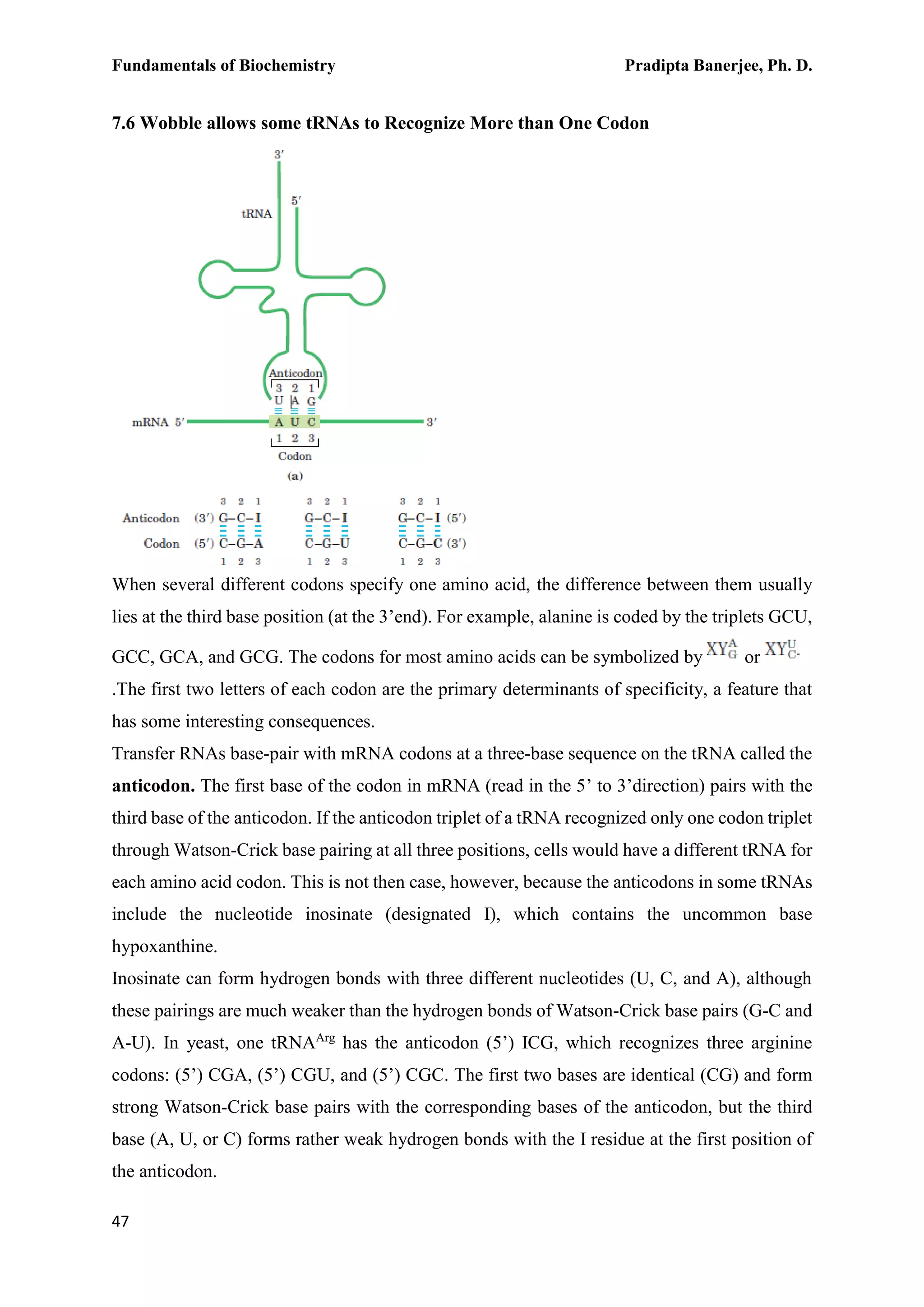 Fundamentals of Biochemistry Pradipta Banerjee, Ph. D.
47
7.6 Wobble allows some tRNAs to Recognize More than One Codon
When several different codons specify one amino acid, the difference between them usually
lies at the third base position (at the 3’end). For example, alanine is coded by the triplets GCU,
GCC, GCA, and GCG. The codons for most amino acids can be symbolized by or
.The first two letters of each codon are the primary determinants of specificity, a feature that
has some interesting consequences.
Transfer RNAs base-pair with mRNA codons at a three-base sequence on the tRNA called the
anticodon. The first base of the codon in mRNA (read in the 5’ to 3’direction) pairs with the
third base of the anticodon. If the anticodon triplet of a tRNA recognized only one codon triplet
through Watson-Crick base pairing at all three positions, cells would have a different tRNA for
each amino acid codon. This is not then case, however, because the anticodons in some tRNAs
include the nucleotide inosinate (designated I), which contains the uncommon base
hypoxanthine.
Inosinate can form hydrogen bonds with three different nucleotides (U, C, and A), although
these pairings are much weaker than the hydrogen bonds of Watson-Crick base pairs (G-C and
A-U). In yeast, one tRNAArg
has the anticodon (5’) ICG, which recognizes three arginine
codons: (5’) CGA, (5’) CGU, and (5’) CGC. The first two bases are identical (CG) and form
strong Watson-Crick base pairs with the corresponding bases of the anticodon, but the third
base (A, U, or C) forms rather weak hydrogen bonds with the I residue at the first position of
the anticodon.
 