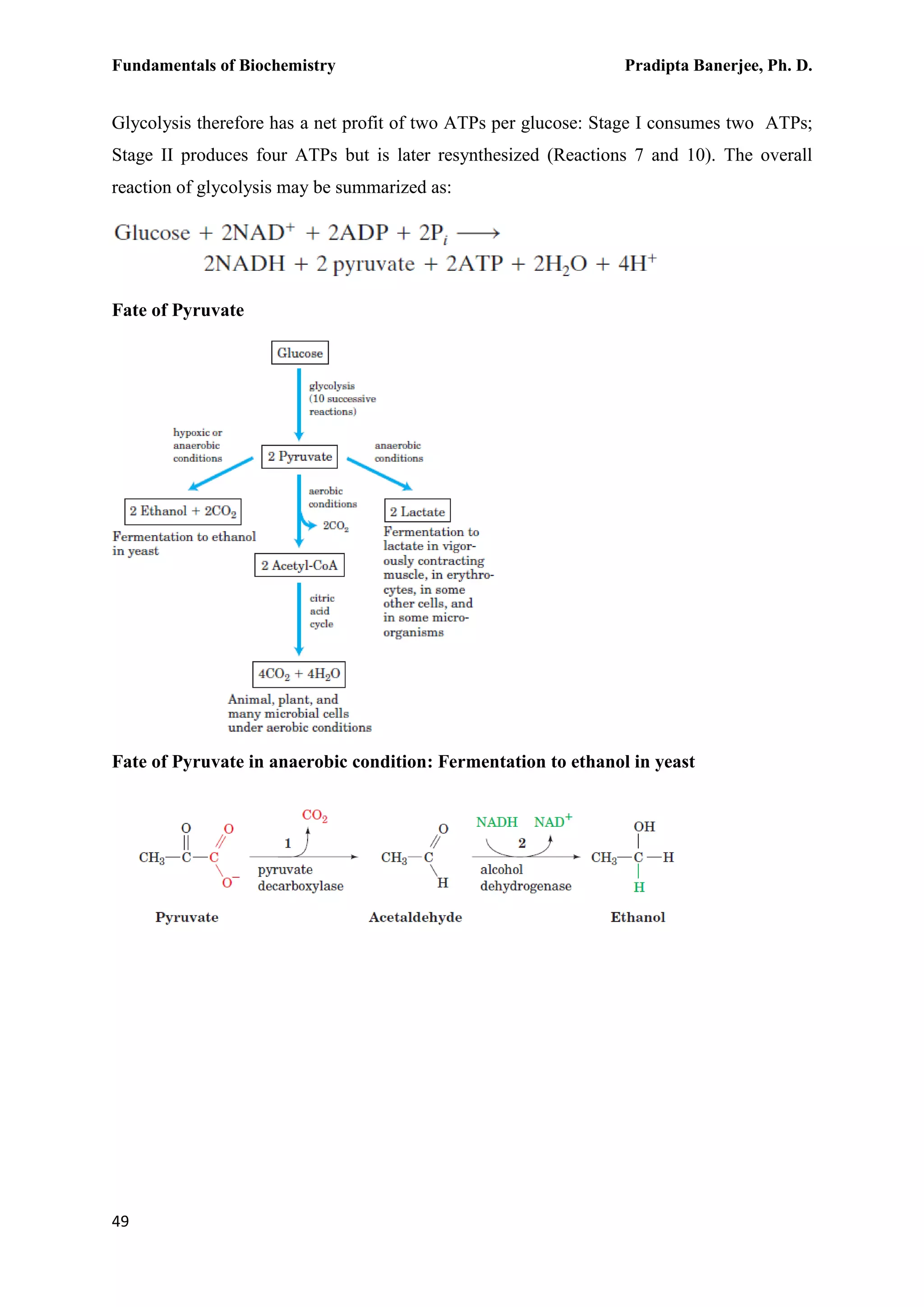 Fundamentals of Biochemistry Pradipta Banerjee, Ph. D.
49
Glycolysis therefore has a net profit of two ATPs per glucose: Stage I consumes two ATPs;
Stage II produces four ATPs but is later resynthesized (Reactions 7 and 10). The overall
reaction of glycolysis may be summarized as:
Fate of Pyruvate
Fate of Pyruvate in anaerobic condition: Fermentation to ethanol in yeast
 