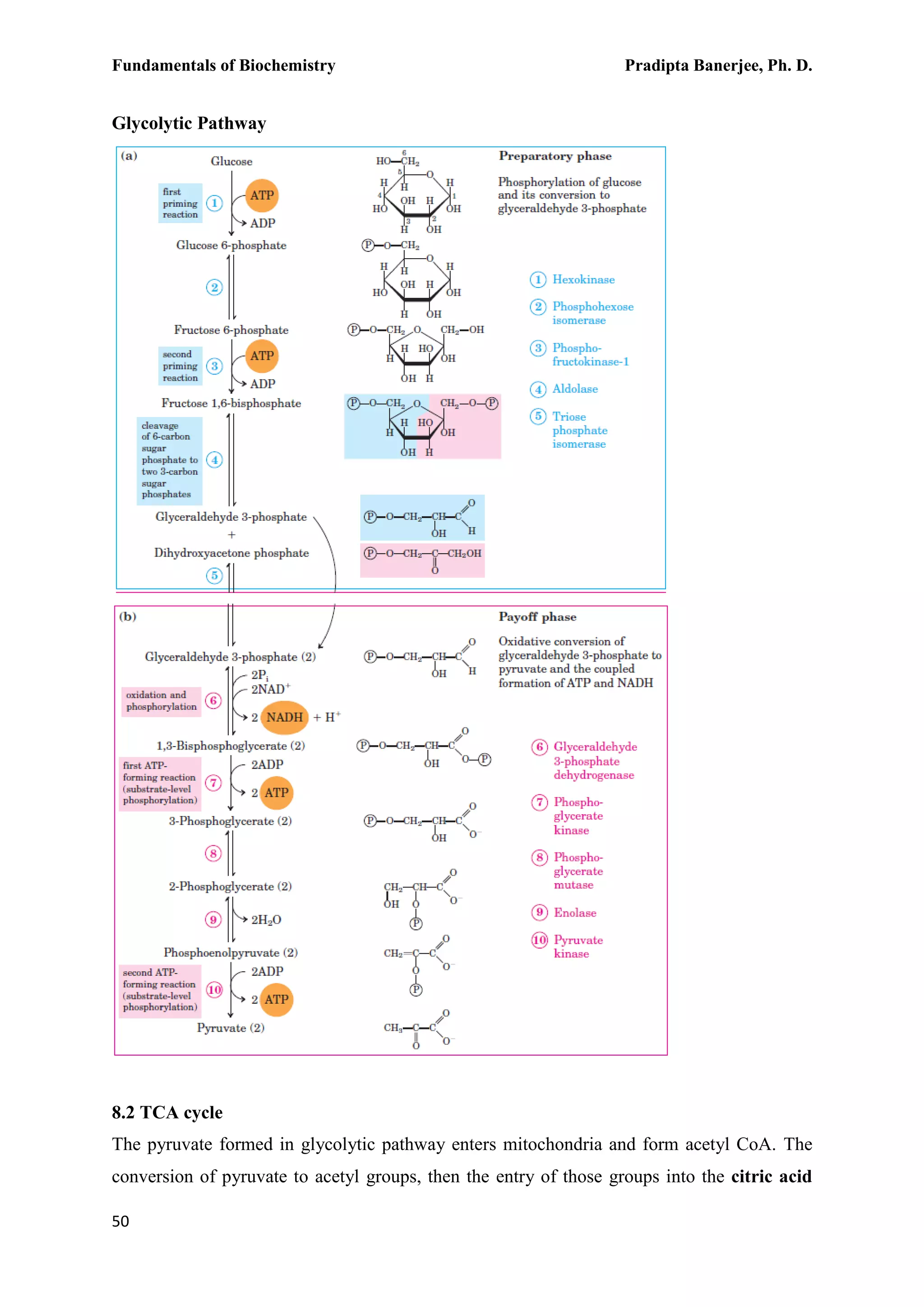 Fundamentals of Biochemistry Pradipta Banerjee, Ph. D.
50
Glycolytic Pathway
8.2 TCA cycle
The pyruvate formed in glycolytic pathway enters mitochondria and form acetyl CoA. The
conversion of pyruvate to acetyl groups, then the entry of those groups into the citric acid
 