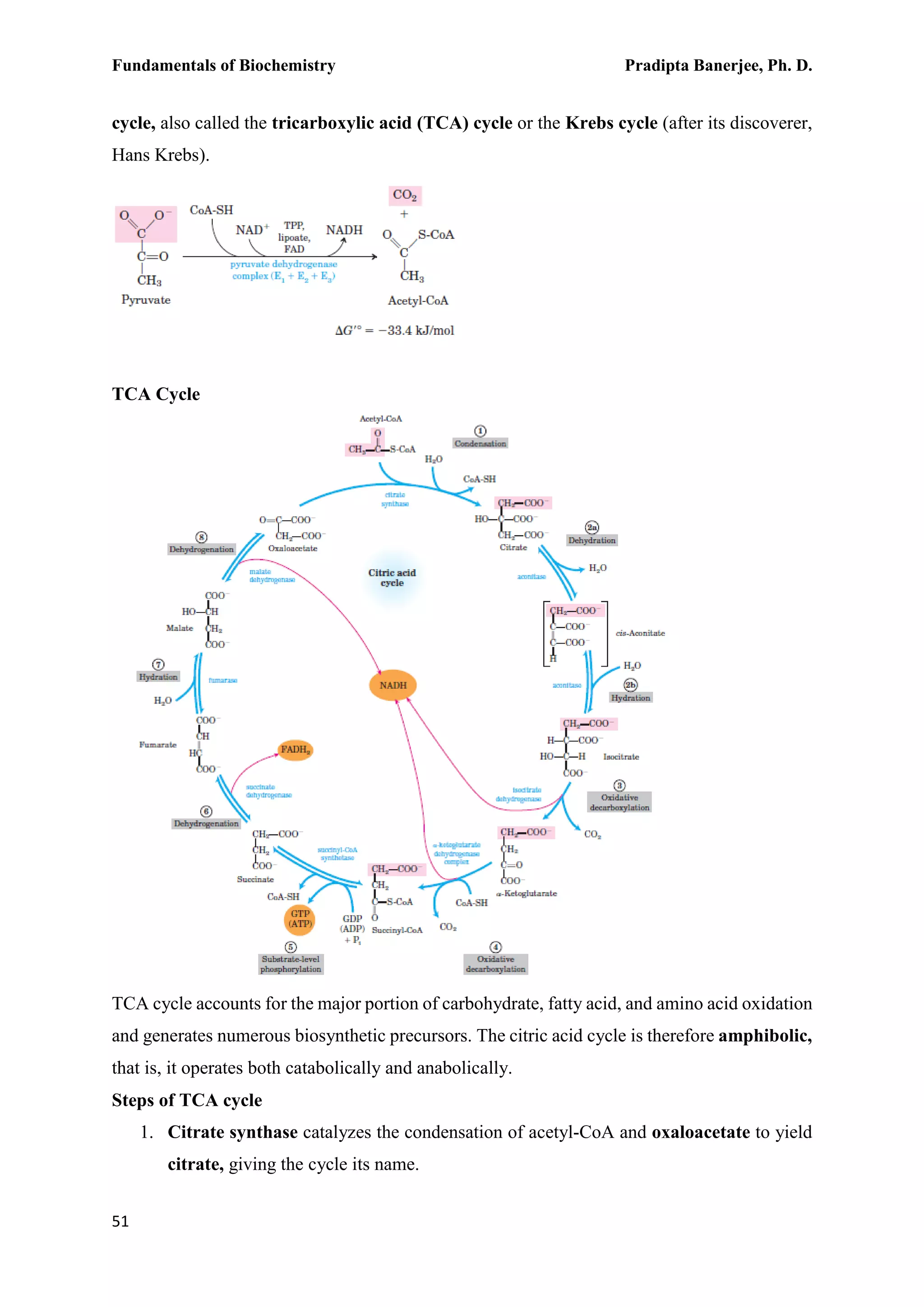 Fundamentals of Biochemistry Pradipta Banerjee, Ph. D.
51
cycle, also called the tricarboxylic acid (TCA) cycle or the Krebs cycle (after its discoverer,
Hans Krebs).
TCA Cycle
TCA cycle accounts for the major portion of carbohydrate, fatty acid, and amino acid oxidation
and generates numerous biosynthetic precursors. The citric acid cycle is therefore amphibolic,
that is, it operates both catabolically and anabolically.
Steps of TCA cycle
1. Citrate synthase catalyzes the condensation of acetyl-CoA and oxaloacetate to yield
citrate, giving the cycle its name.
 