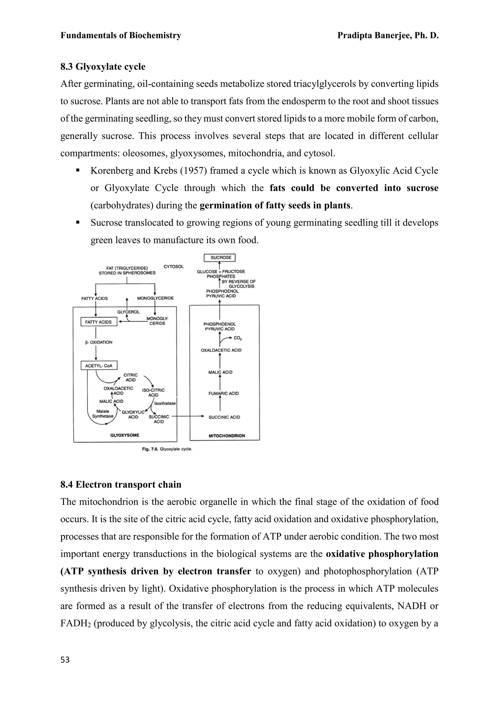 Fundamentals of Biochemistry Pradipta Banerjee, Ph. D.
53
8.3 Glyoxylate cycle
After germinating, oil-containing seeds metabolize stored triacylglycerols by converting lipids
to sucrose. Plants are not able to transport fats from the endosperm to the root and shoot tissues
of the germinating seedling, so they must convert stored lipids to a more mobile form of carbon,
generally sucrose. This process involves several steps that are located in different cellular
compartments: oleosomes, glyoxysomes, mitochondria, and cytosol.
 Korenberg and Krebs (1957) framed a cycle which is known as Glyoxylic Acid Cycle
or Glyoxylate Cycle through which the fats could be converted into sucrose
(carbohydrates) during the germination of fatty seeds in plants.
 Sucrose translocated to growing regions of young germinating seedling till it develops
green leaves to manufacture its own food.
8.4 Electron transport chain
The mitochondrion is the aerobic organelle in which the final stage of the oxidation of food
occurs. It is the site of the citric acid cycle, fatty acid oxidation and oxidative phosphorylation,
processes that are responsible for the formation of ATP under aerobic condition. The two most
important energy transductions in the biological systems are the oxidative phosphorylation
(ATP synthesis driven by electron transfer to oxygen) and photophosphorylation (ATP
synthesis driven by light). Oxidative phosphorylation is the process in which ATP molecules
are formed as a result of the transfer of electrons from the reducing equivalents, NADH or
FADH2 (produced by glycolysis, the citric acid cycle and fatty acid oxidation) to oxygen by a
 