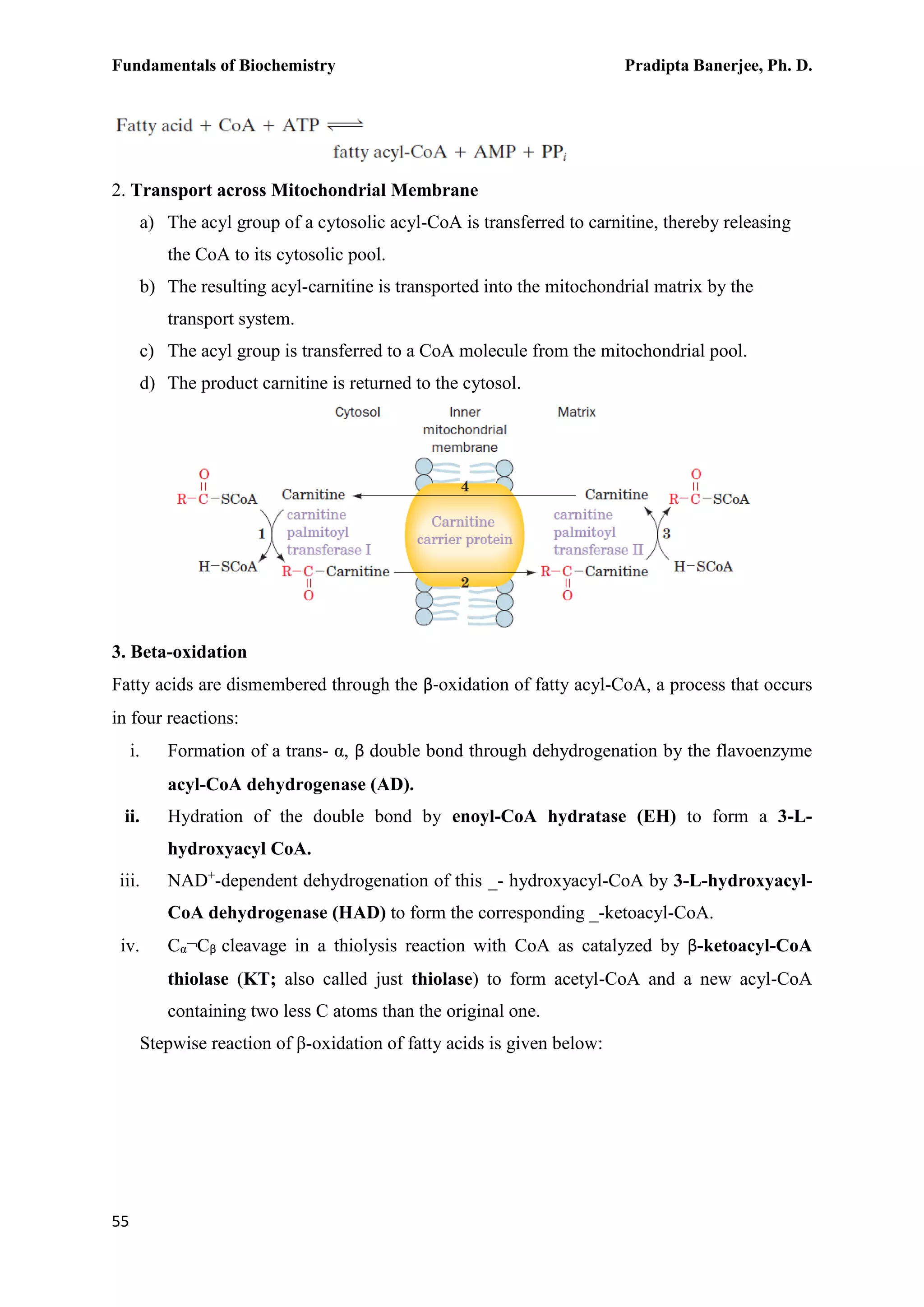 Fundamentals of Biochemistry Pradipta Banerjee, Ph. D.
55
2. Transport across Mitochondrial Membrane
a) The acyl group of a cytosolic acyl-CoA is transferred to carnitine, thereby releasing
the CoA to its cytosolic pool.
b) The resulting acyl-carnitine is transported into the mitochondrial matrix by the
transport system.
c) The acyl group is transferred to a CoA molecule from the mitochondrial pool.
d) The product carnitine is returned to the cytosol.
3. Beta-oxidation
Fatty acids are dismembered through the β-oxidation of fatty acyl-CoA, a process that occurs
in four reactions:
i. Formation of a trans- α, β double bond through dehydrogenation by the flavoenzyme
acyl-CoA dehydrogenase (AD).
ii. Hydration of the double bond by enoyl-CoA hydratase (EH) to form a 3-L-
hydroxyacyl CoA.
iii. NAD+
-dependent dehydrogenation of this _- hydroxyacyl-CoA by 3-L-hydroxyacyl-
CoA dehydrogenase (HAD) to form the corresponding _-ketoacyl-CoA.
iv. Cα¬Cβ cleavage in a thiolysis reaction with CoA as catalyzed by β-ketoacyl-CoA
thiolase (KT; also called just thiolase) to form acetyl-CoA and a new acyl-CoA
containing two less C atoms than the original one.
Stepwise reaction of β-oxidation of fatty acids is given below:
 