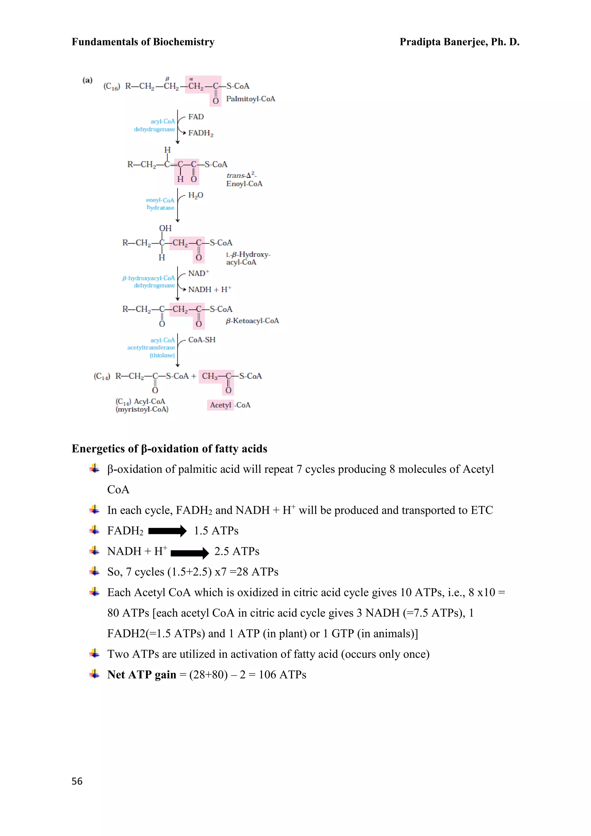 Fundamentals of Biochemistry Pradipta Banerjee, Ph. D.
56
Energetics of β-oxidation of fatty acids
β-oxidation of palmitic acid will repeat 7 cycles producing 8 molecules of Acetyl
CoA
In each cycle, FADH2 and NADH + H+
will be produced and transported to ETC
FADH2 1.5 ATPs
NADH + H+
2.5 ATPs
So, 7 cycles (1.5+2.5) x7 =28 ATPs
Each Acetyl CoA which is oxidized in citric acid cycle gives 10 ATPs, i.e., 8 x10 =
80 ATPs [each acetyl CoA in citric acid cycle gives 3 NADH (=7.5 ATPs), 1
FADH2(=1.5 ATPs) and 1 ATP (in plant) or 1 GTP (in animals)]
Two ATPs are utilized in activation of fatty acid (occurs only once)
Net ATP gain = (28+80) – 2 = 106 ATPs
 