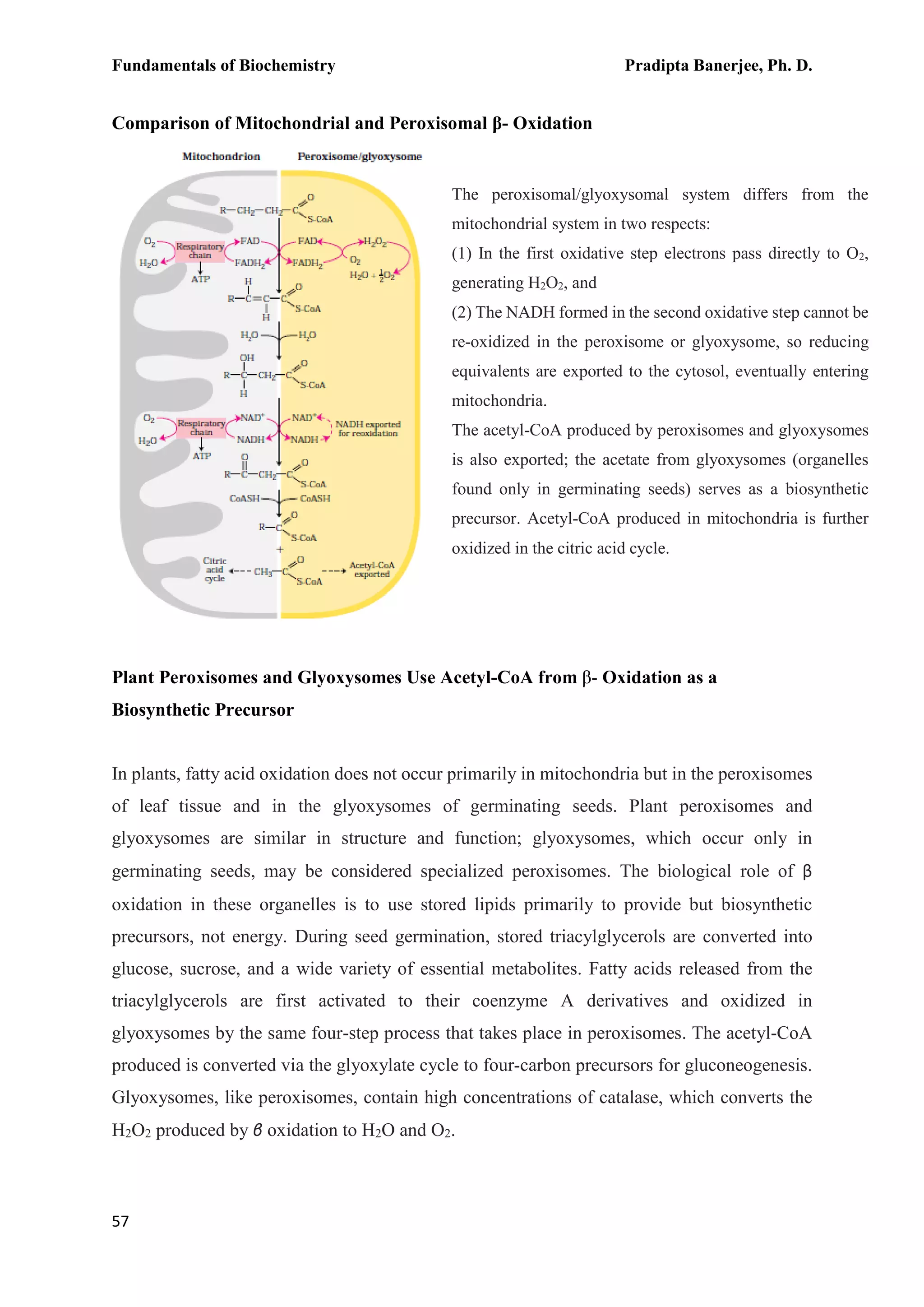 Fundamentals of Biochemistry Pradipta Banerjee, Ph. D.
57
Comparison of Mitochondrial and Peroxisomal β- Oxidation
Plant Peroxisomes and Glyoxysomes Use Acetyl-CoA from β- Oxidation as a
Biosynthetic Precursor
In plants, fatty acid oxidation does not occur primarily in mitochondria but in the peroxisomes
of leaf tissue and in the glyoxysomes of germinating seeds. Plant peroxisomes and
glyoxysomes are similar in structure and function; glyoxysomes, which occur only in
germinating seeds, may be considered specialized peroxisomes. The biological role of β
oxidation in these organelles is to use stored lipids primarily to provide but biosynthetic
precursors, not energy. During seed germination, stored triacylglycerols are converted into
glucose, sucrose, and a wide variety of essential metabolites. Fatty acids released from the
triacylglycerols are first activated to their coenzyme A derivatives and oxidized in
glyoxysomes by the same four-step process that takes place in peroxisomes. The acetyl-CoA
produced is converted via the glyoxylate cycle to four-carbon precursors for gluconeogenesis.
Glyoxysomes, like peroxisomes, contain high concentrations of catalase, which converts the
H2O2 produced by β oxidation to H2O and O2.
The peroxisomal/glyoxysomal system differs from the
mitochondrial system in two respects:
(1) In the first oxidative step electrons pass directly to O2,
generating H2O2, and
(2) The NADH formed in the second oxidative step cannot be
re-oxidized in the peroxisome or glyoxysome, so reducing
equivalents are exported to the cytosol, eventually entering
mitochondria.
The acetyl-CoA produced by peroxisomes and glyoxysomes
is also exported; the acetate from glyoxysomes (organelles
found only in germinating seeds) serves as a biosynthetic
precursor. Acetyl-CoA produced in mitochondria is further
oxidized in the citric acid cycle.
 