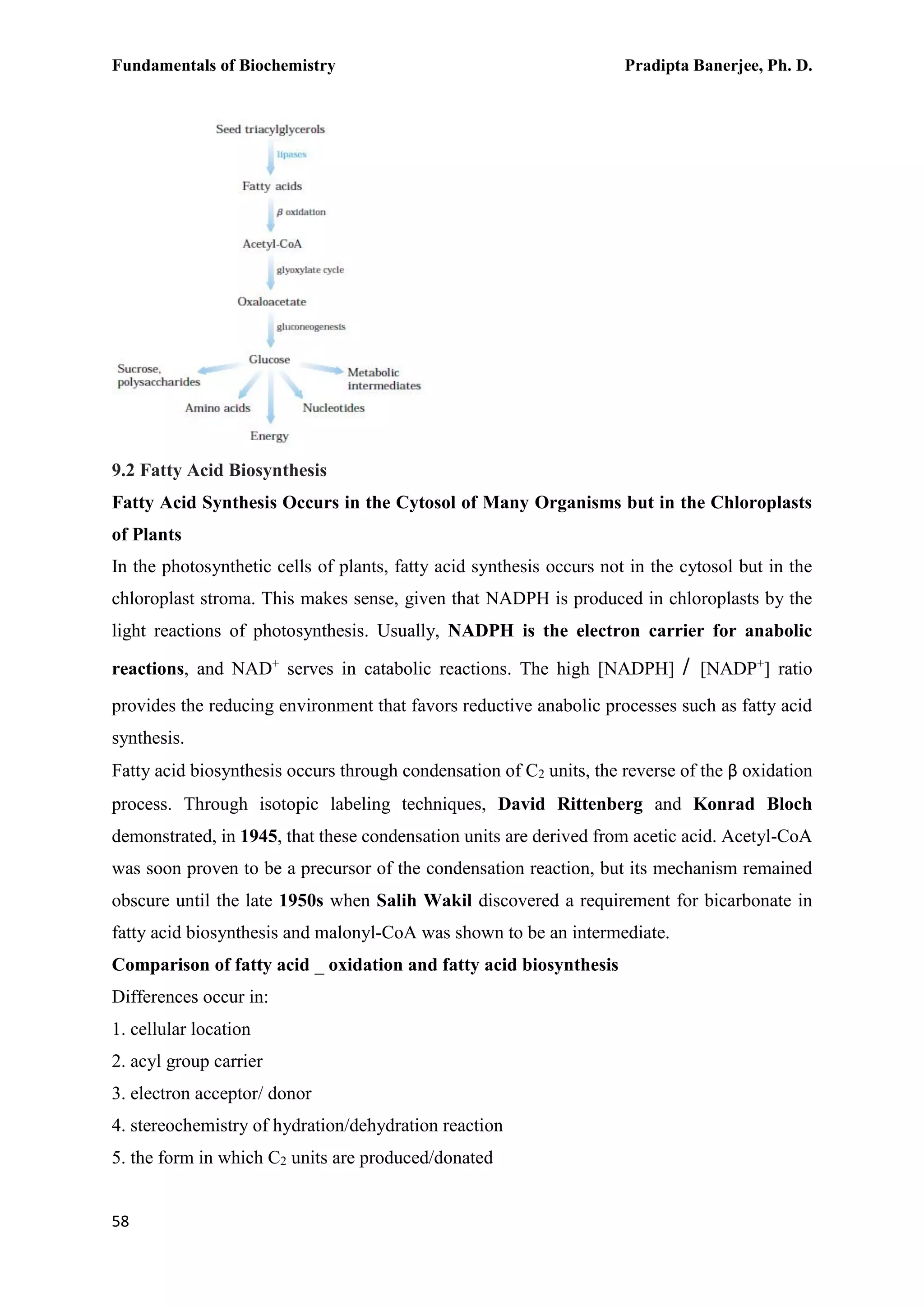 Fundamentals of Biochemistry Pradipta Banerjee, Ph. D.
58
9.2 Fatty Acid Biosynthesis
Fatty Acid Synthesis Occurs in the Cytosol of Many Organisms but in the Chloroplasts
of Plants
In the photosynthetic cells of plants, fatty acid synthesis occurs not in the cytosol but in the
chloroplast stroma. This makes sense, given that NADPH is produced in chloroplasts by the
light reactions of photosynthesis. Usually, NADPH is the electron carrier for anabolic
reactions, and NAD+
serves in catabolic reactions. The high [NADPH] / [NADP+
] ratio
provides the reducing environment that favors reductive anabolic processes such as fatty acid
synthesis.
Fatty acid biosynthesis occurs through condensation of C2 units, the reverse of the β oxidation
process. Through isotopic labeling techniques, David Rittenberg and Konrad Bloch
demonstrated, in 1945, that these condensation units are derived from acetic acid. Acetyl-CoA
was soon proven to be a precursor of the condensation reaction, but its mechanism remained
obscure until the late 1950s when Salih Wakil discovered a requirement for bicarbonate in
fatty acid biosynthesis and malonyl-CoA was shown to be an intermediate.
Comparison of fatty acid _ oxidation and fatty acid biosynthesis
Differences occur in:
1. cellular location
2. acyl group carrier
3. electron acceptor/ donor
4. stereochemistry of hydration/dehydration reaction
5. the form in which C2 units are produced/donated
 