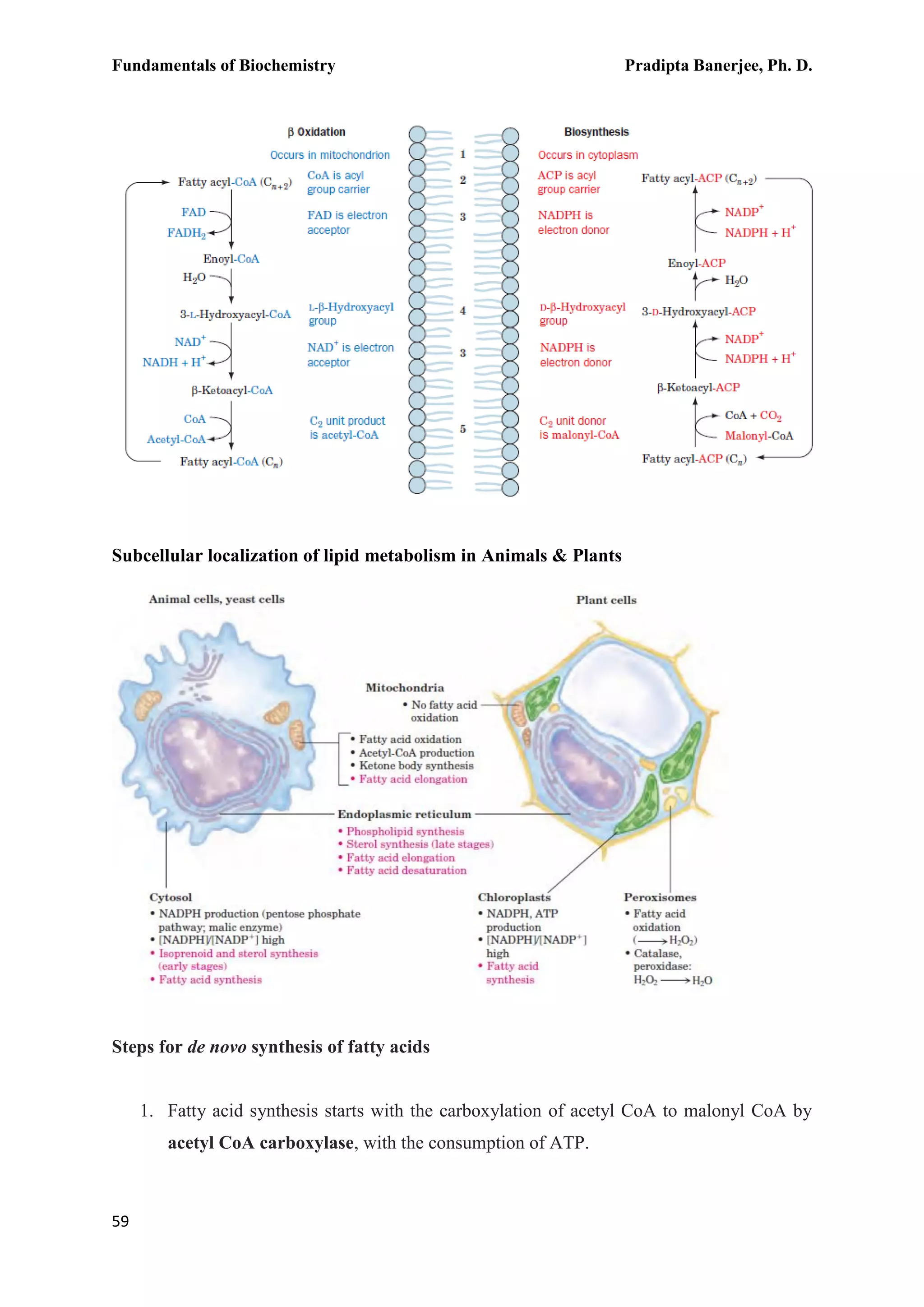 Fundamentals of Biochemistry Pradipta Banerjee, Ph. D.
59
Subcellular localization of lipid metabolism in Animals & Plants
Steps for de novo synthesis of fatty acids
1. Fatty acid synthesis starts with the carboxylation of acetyl CoA to malonyl CoA by
acetyl CoA carboxylase, with the consumption of ATP.
 